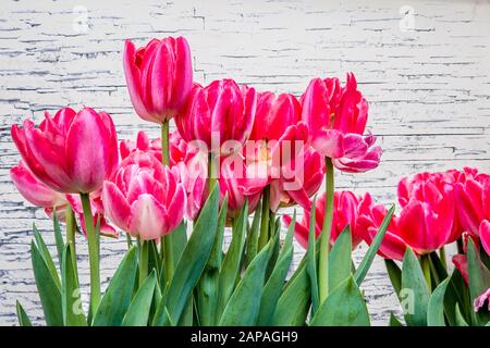 Red Tulips in front of a white brick wall Stock Photo