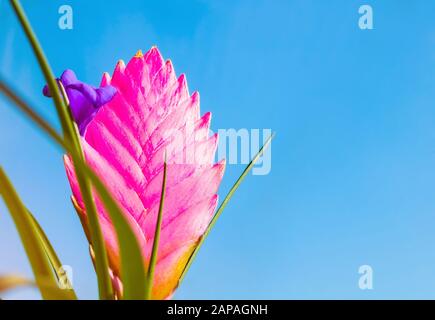 Tillandsia Cyanea Anita - pink peduncle and purple flower. Tillandsia  cyanea is native to Ecuador. It grows epiphyte on trees in rainforests  Stock Photo - Alamy