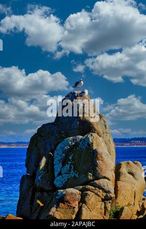 Two Gulls on Rocks Stock Photo