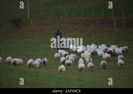 Sheep following farmer on his quadbike.  Winter. Wales. UK Stock Photo