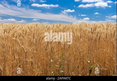 Rows of ripe golden corn on a background of blue sky with clouds ...