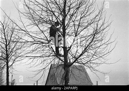 forestry, workers, pruning Date: 1949 Keywords: workers, forestry, pruning Stock Photo