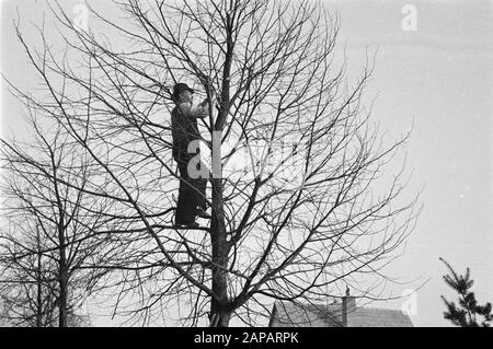 forestry, workers, pruning Date: 1949 Keywords: workers, forestry, pruning Stock Photo