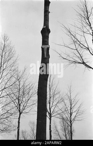 trees, pruning, pruning Date: undated Keywords: trees, pruning, pruning Stock Photo