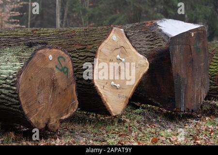 Dresden, Germany. 22nd Jan, 2020. Tree trunks lie next to each other in a piece of forest on the occasion of the 21st submission of valuable timber. In the case of valuable wood submission, valuable logs from the sustainably managed forests of Saxony are auctioned off. This year, single trunks of 20 different tree species are offered. Credit: Sebastian Kahnert/dpa-Zentralbild/dpa/Alamy Live News Stock Photo