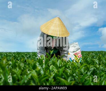 Worker in labor costume, conical hat harvesting tea at Cau Dat tea hill (Cau Dat farm) Stock Photo