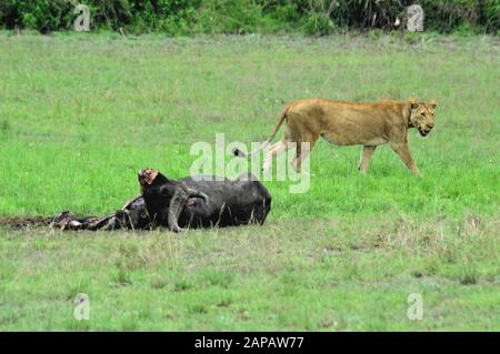 A lioness guards it's recently killed meal in Queen Elizabeth National Park, Uganda Stock Photo