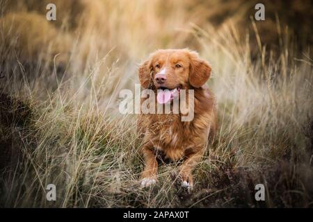 Nova Scotia Duck Tolling Retriever dogs enjoying the water Stock Photo