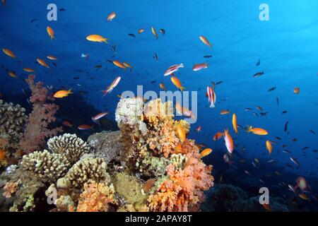Korallenriff-Panorama, Jackson Reef, Tiran Island, Süd-Sinai, Ägypten ...