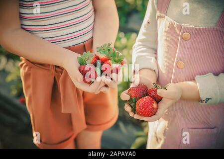 Children hold strawberries in their palms on a strawberry field. Stock Photo