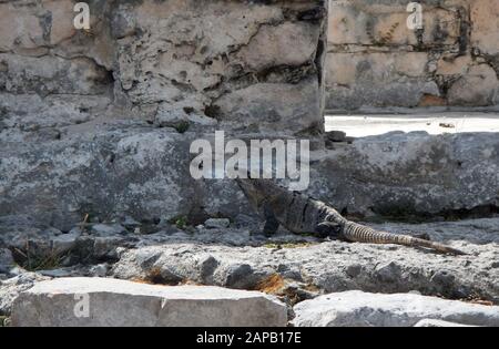 Beautiful gray iguana resting on one of the stones of the ancient city of Tulum in the Mexican Caribbean Stock Photo