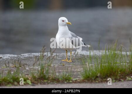 Close-up of a gull walking on a wall. Stock Photo