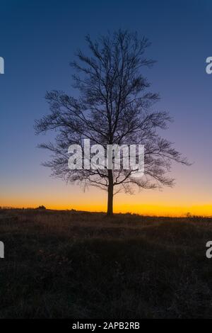 Sunrise and the silhouette of a lonely tree. Landscape Stock Photo - Alamy