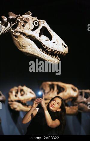 An exhibit is photographed during a preview of the Tyrannosaurs exhibition at the National Museum of Scotland, Edinburgh. Stock Photo