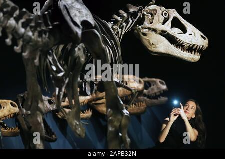 An exhibit is photographed during a preview of the Tyrannosaurs exhibition at the National Museum of Scotland, Edinburgh. Stock Photo