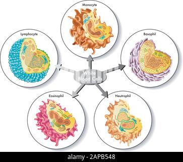 Medical illustration of the composition of white blood cells. Stock Vector