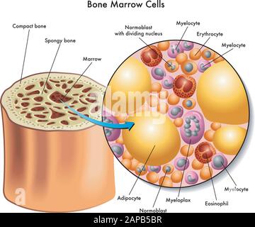 Medical illustration of the composition of bone marrow cells. Stock Vector