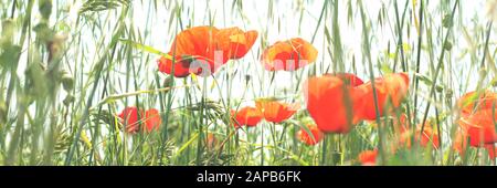 Red poppy flower field. Spring web banner. Stock Photo