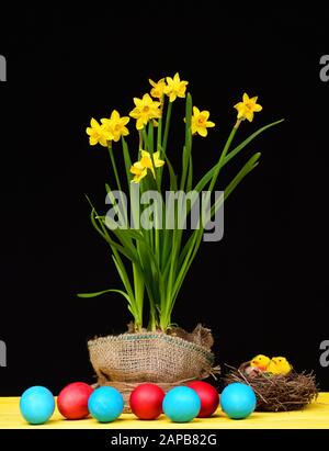 Daffodils with sackcloth and bird nest made of hay where toy chicks sit as decoration next to bicolor easter eggs painted in blue and red, placed on wooden table and isolated on black background Stock Photo
