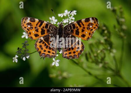 Spring form of European Map butterfly (Araschnia levana) on a Cow Parsley flower (Anthriscus sylvestris) Stock Photo