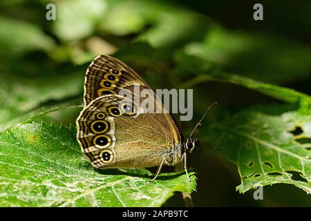 Woodland Brown butterfly (Lopinga achine) perched on a leaf. Stock Photo