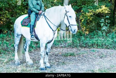 A parks police officer in The Bronx New York sits on a large white horse at VanCortlandt Park. Stock Photo