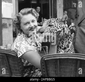 Circus Mikkenie in Turnhout Belgium Date: July 13, 1951 Location: Belgium, Turnhout Keywords: Circus Mikkenie Stock Photo