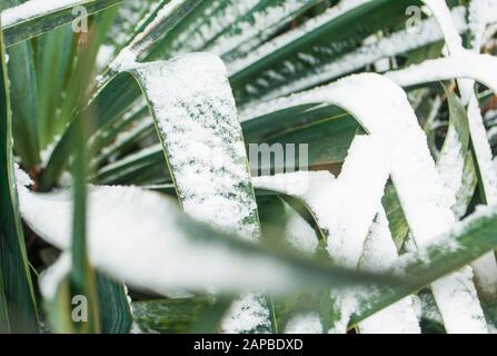 Close up of yucca leaves with thorns covered with snow. Stock Photo
