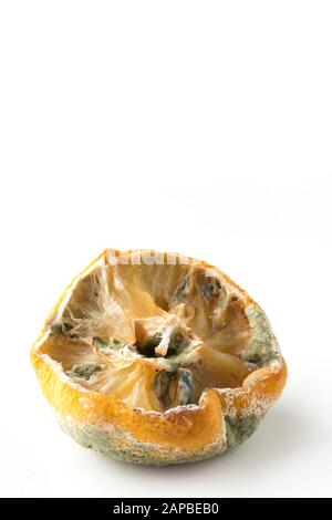 Ugly lemon with mold on white. Vertical format. Close up, isolated. Stock Photo