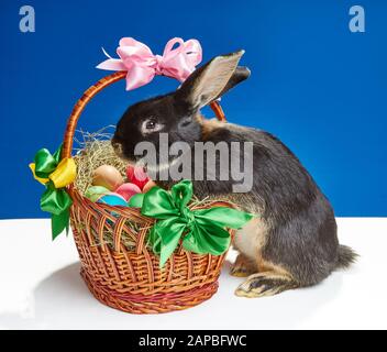 On a beautiful basket trying to climb a small rabbit Stock Photo