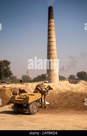 India, Rajasthan, Shekhawati, Bikaner, Gajner, brickworks, camel cart carrying dry unfired bricks to load in kiln Stock Photo