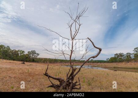 A dead tree on dry grass in front of a fresh water reservoir Stock Photo