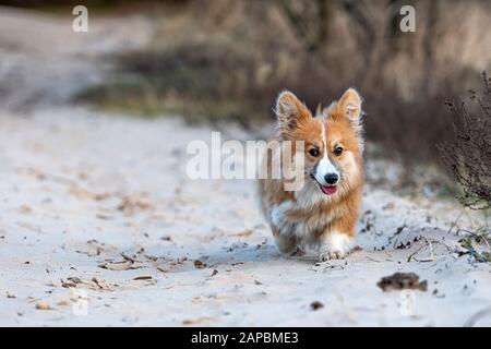 Welsh Corgi fluffy runs around the beach and plays in the sand - image Stock Photo