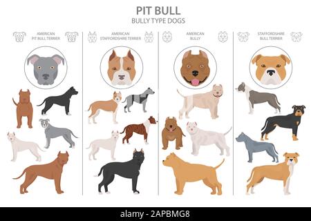 Bully breeds chart shop