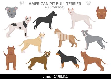 Pit bull type dogs. American pit bull terrier. Different variaties of coat color bully dogs set.  Vector illustration Stock Vector