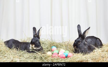 Black rabbits on hay near a multi-colored eggs Stock Photo