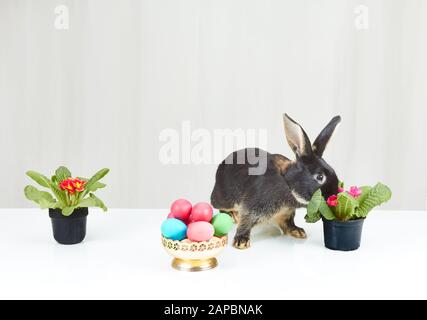On a white background rabbit next to flowers in baskets and Easter eggs Stock Photo