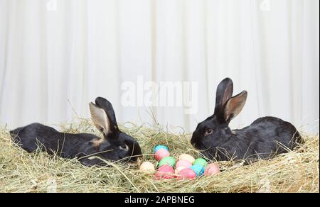 Two rabbits on hay near Easter eggs Stock Photo