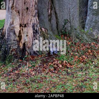 Common Grey Squirrel digging out his stores in the grounds of Wolvesley Castle, Winchester, Hampshire, England. Stock Photo