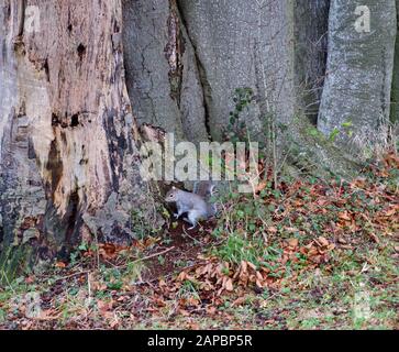 Common Grey Squirrel digging out his stores in the grounds of Wolvesley Castle, Winchester, Hampshire, England. Stock Photo