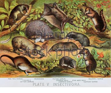 Pen tail shrew, Tenrec, Otter shrew, Hedgehog, Flying lemur, Common mole, Common shrew, Star nose mole, Squirrel shrew, Elephant shrew, vintage colour lithograph illustration from 1880 Stock Photo