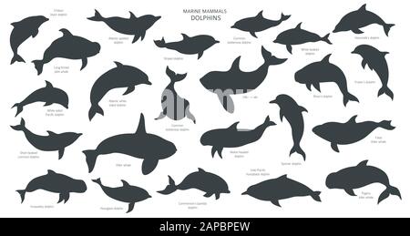 Dolphins silhouettes set. Marine mammals collection. Cartoon flat style design. Vector illustration Stock Vector