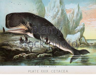 Sperm whale, vintage colour lithograph illustration from 1880 Stock Photo