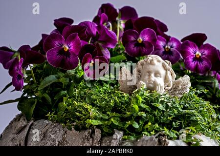 little angel lying in the midst of horned violets and a green plant dreaming of heaven Stock Photo