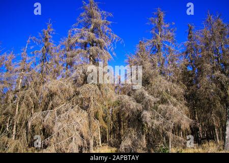 View on dried out withered conifer trees in forest against blue sky after dry hot summer 2019 - Netherlands, De groote Peel Stock Photo