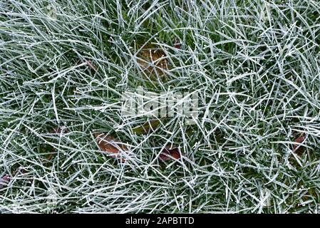 Close up of a heavy frost on grass Stock Photo