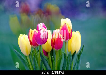 Close up of colourful tulip flowers Stock Photo