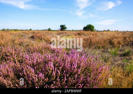 View over heather purple erica flower bush on dry endless heath  landscape - Strabrechtse Heide near Eindhoven, Netherlands Stock Photo