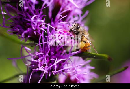 Macro close up of pink purple kobold flower (Liatris spicata) with view from above against blurred background. Pollination of isolated bee with pollen Stock Photo