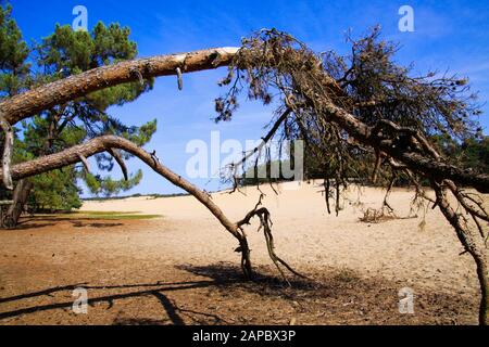 View beyond dead dry tree branch on sand dune with scotch pine tree forest background against blue sky - Loonse und Drunense Duinen, Netherlands Stock Photo